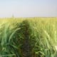 Wheat, agriculture, Free State, South Africa