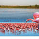Flamingos near Viljoenskroon, Free State