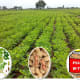Ground nuts, agriculture, Free State, South Africa