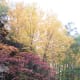 Fall colors along Sandy Creek Trail