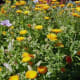 Pot Marigolds growing in Medieval Vegetable Garden as a Companion Plant