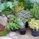 garden-herbs