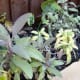 Sage in My Garden