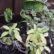 garden-herbs