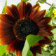 garden-herbs
