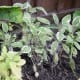 garden-herbs