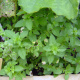 Marjoram Herb Plants