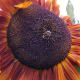 Bee on Sunflower