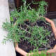 Rosemary in a flower pot.