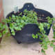 garden-herbs