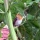 The Birds and the Bees love Sunflowers in the Garden.