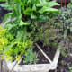 garden-herbs