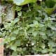 garden-herbs