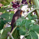 Robin on Sunflower Plant.