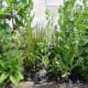 Rosmarinus Officinalis (Miss Jessopp's Upright) with Alcea Rosea (Hollyhock) and poppies in the front garden.