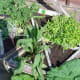 garden-herbs