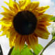 Yellow sunflower in my garden