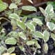 garden-herbs
