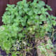 garden-herbs