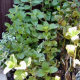 Mint Plants in My Garden