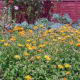 garden-herbs