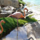 Flamingoes at the Fairmont Acapulco Princess Hotel