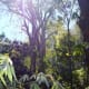 The Jungle of Mexico near Puerto Vallarta