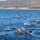 Spinner Dolphins near Cabo San Lucas