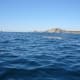 Gray Whale sighted near Sea of Cortes