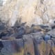 Sea Lions at Cabo San Lucas