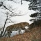 endangeredamurleopard