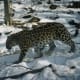 endangeredamurleopard