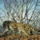 endangeredamurleopard