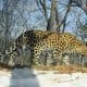 endangeredamurleopard