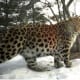 endangeredamurleopard