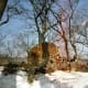 endangeredamurleopard