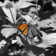 Depending upon method used, either paint color back into the image or erase B&W out
