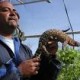 Handling a large lizard