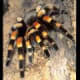 Mexican Red Kneed Tarantula