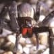 The Wandering Spider. World's most dangerous arachnid