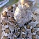The pretty Baja Rattlesnake: A generally peaceable creature.