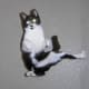 and a Karate Cat!