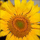 fabulous-flowers
