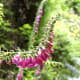 fabulous-flowers