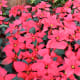 Poinsettia Flowers