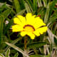 fabulous-flowers