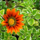 fabulous-flowers