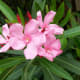 fabulous-flowers
