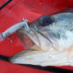 Large Mouth Bass caught on Lake Nina