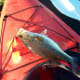 Large Mouth Bass caught on Lake Nina